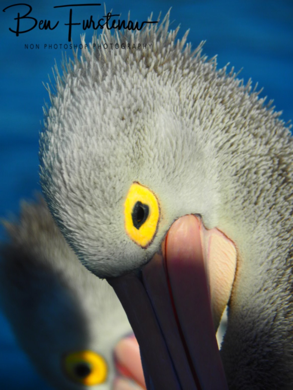 Intriguing looks @ The Entrance, Central Coast, New South Wales, Australia