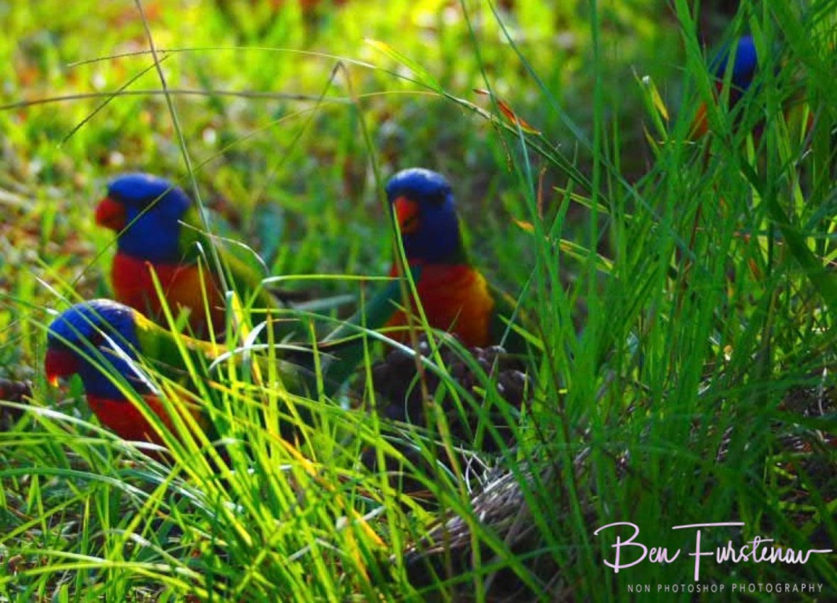 Stalking the grass @ Evans Head, Northern New South Wales, Australia