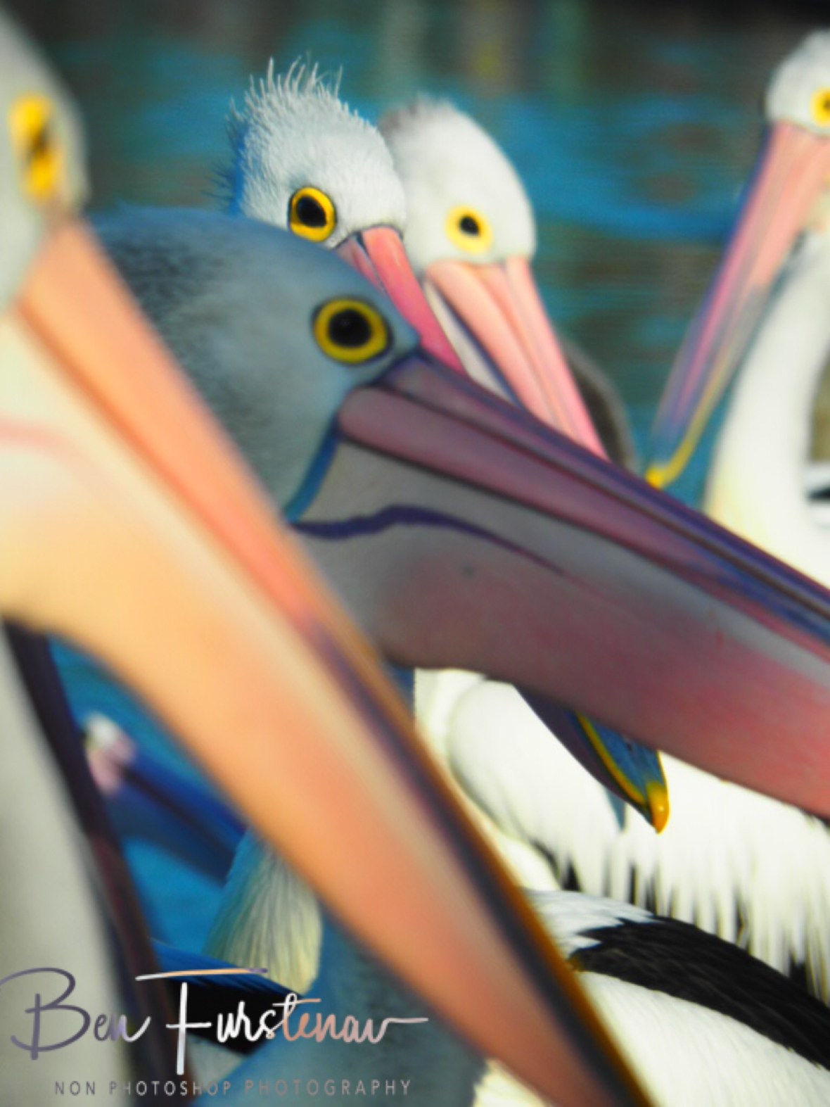 Watching me, watching you @ The Entrance, Central Coast, New South Wales, Australia