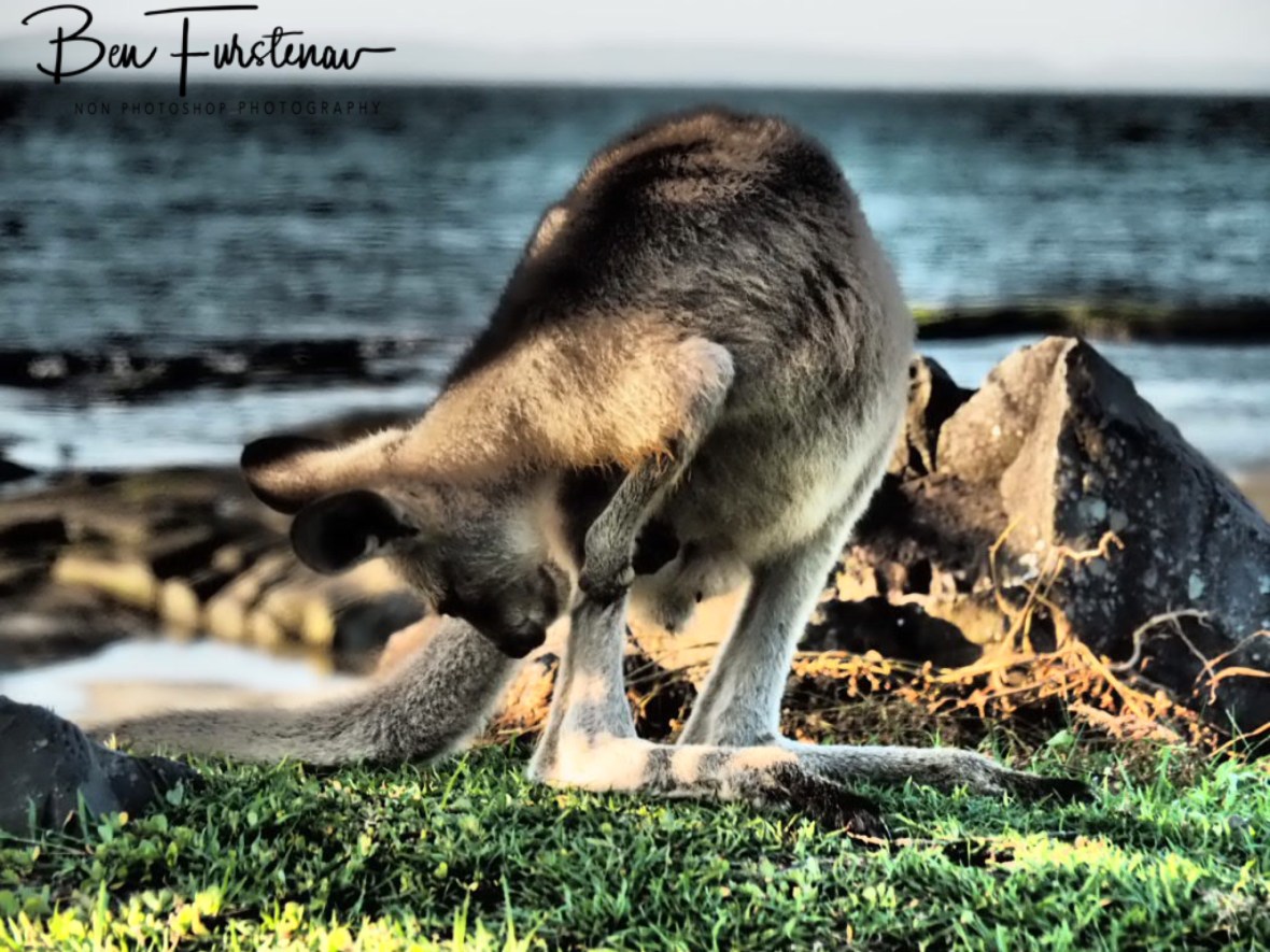 Where are you? @ Woody Head, Northern New South Wales, Australia