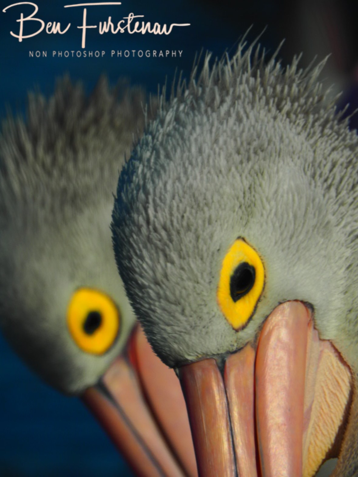 Two eyes see more @ The Entrance, Central Coast, New South Wales, Australia