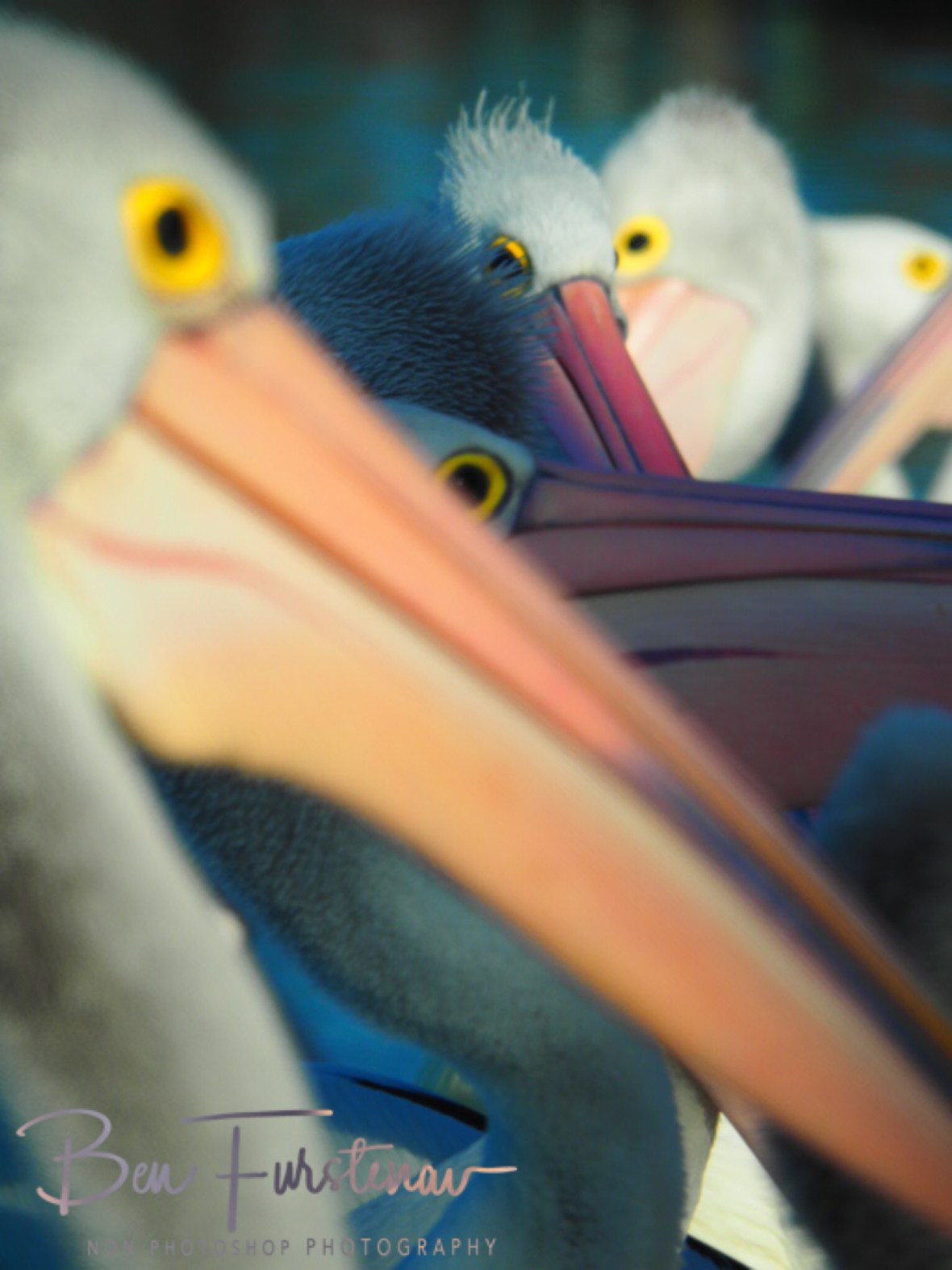 All in position? @ The Entrance, Central Coast, New South Wales, Australia