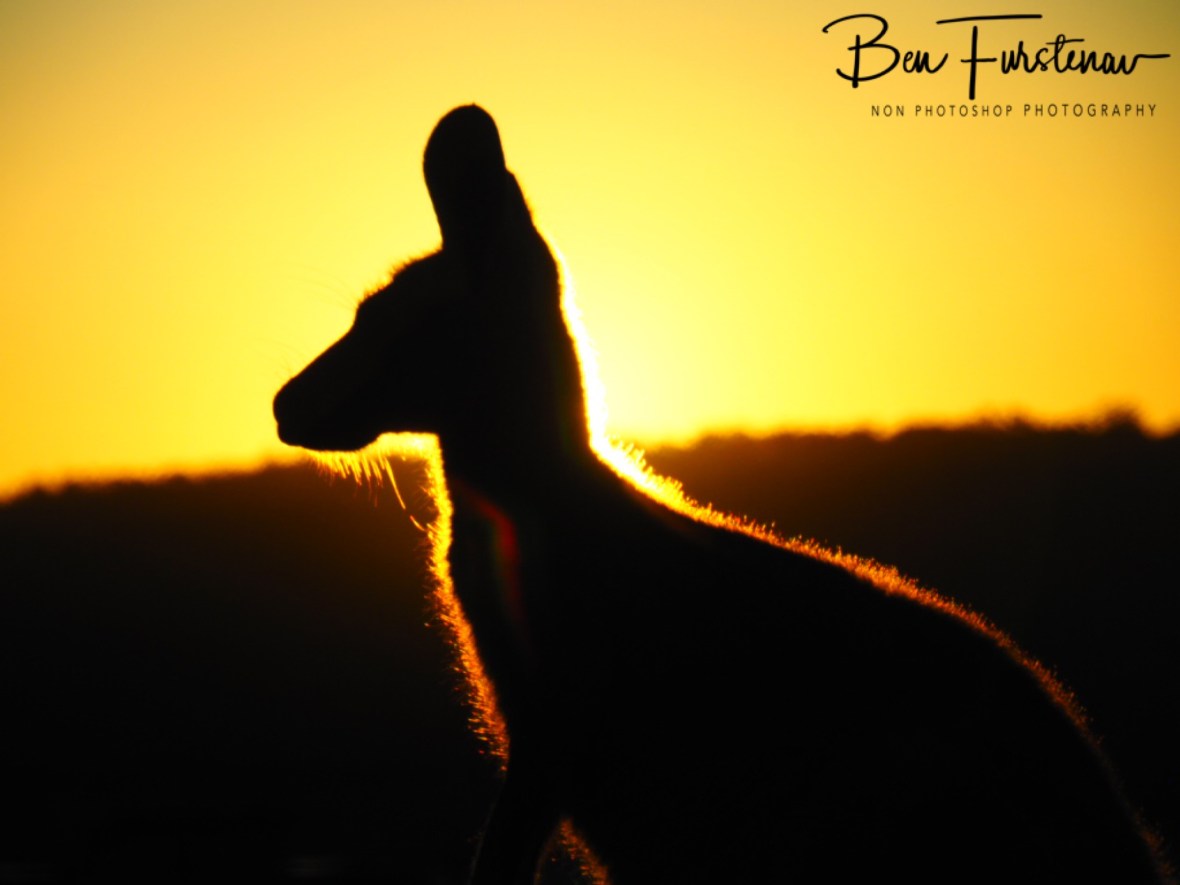 Roo sparkles @ Woody Head, Northern New South Wales, Australia