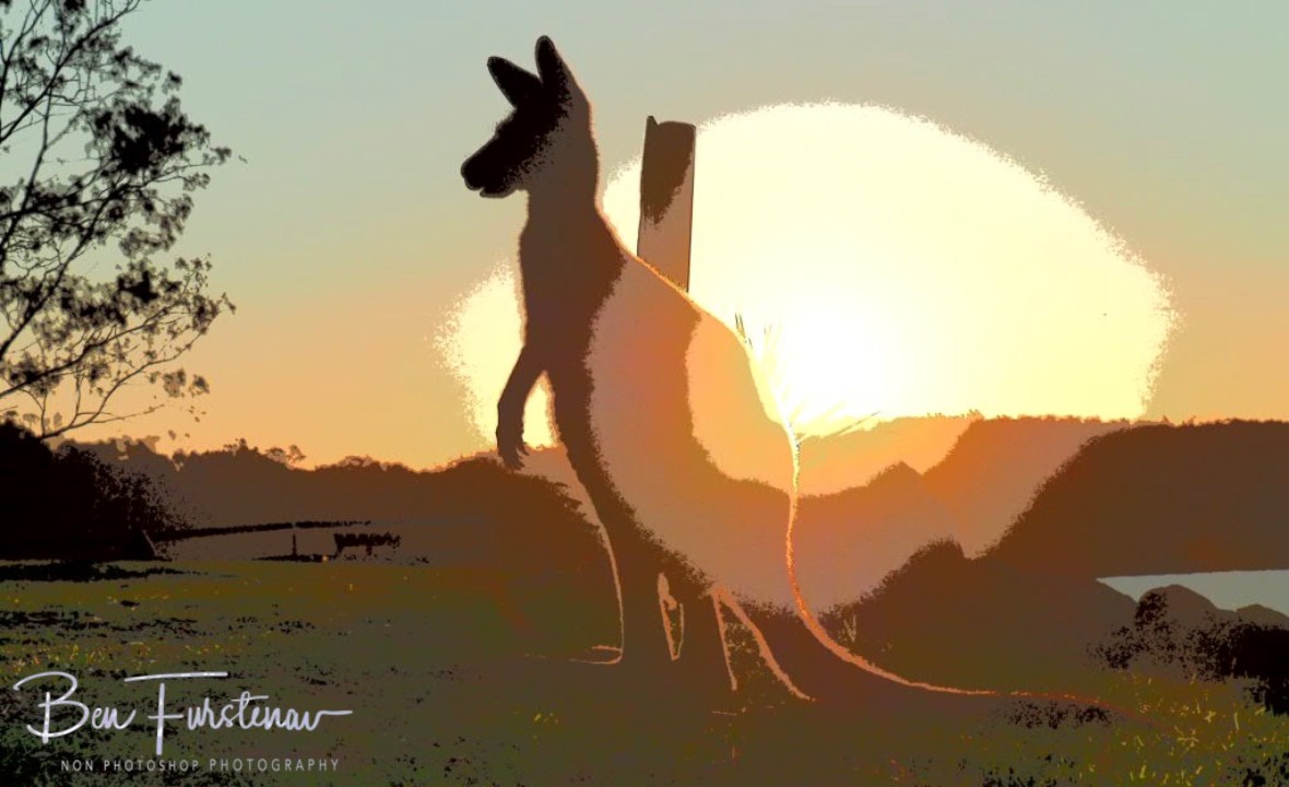 Watchful sun @ Woody Head, Northern New South Wales, Australia