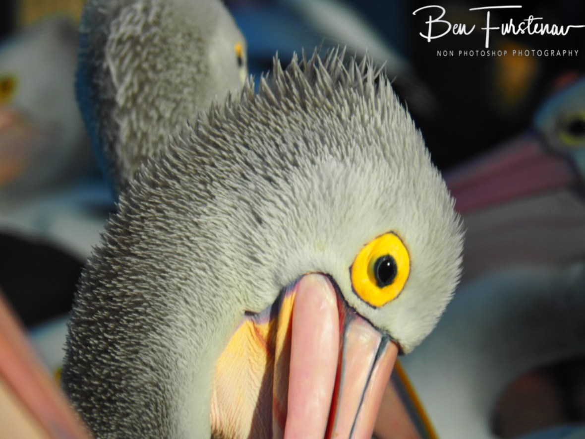Preparing @ The Entrance, Central Coast, New South Wales, Australia