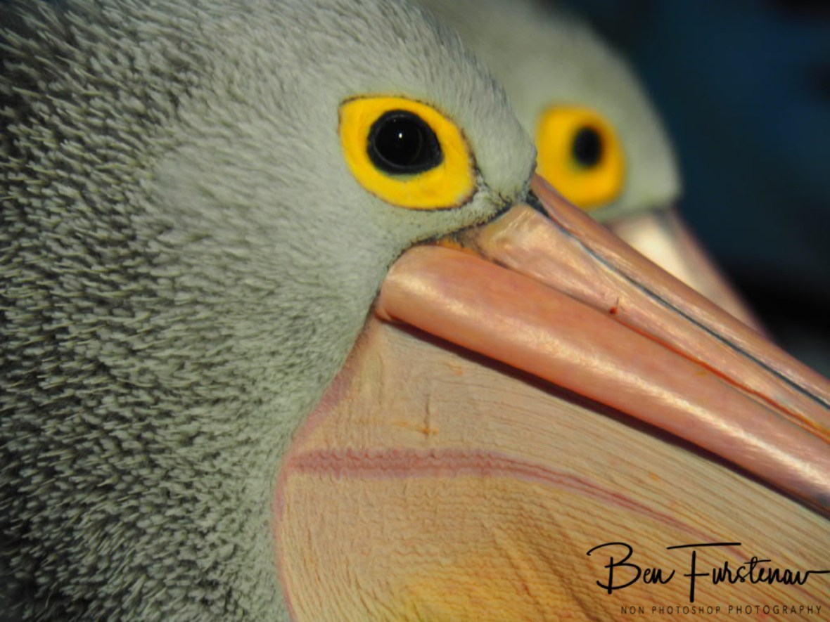 Bird’s eye view, double vision @ The Entrance, Central Coast, New South Wales, Australia