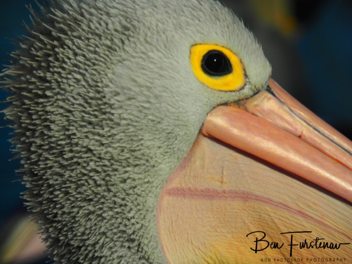 Bird’s eye view @ The Entrance, Central Coast, New South Wales, Australia