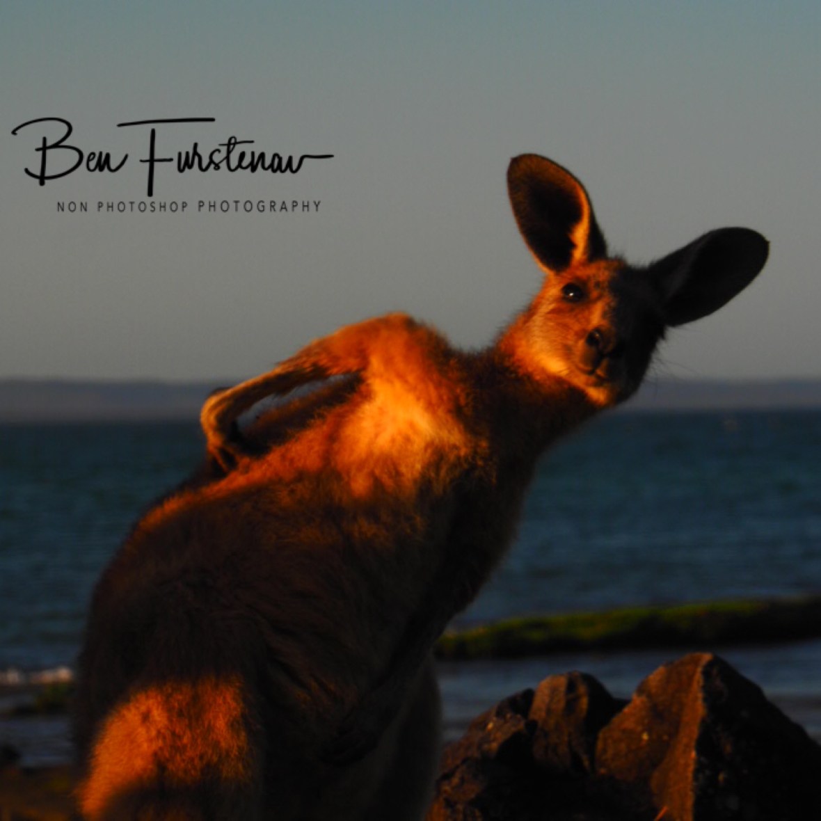 Too good to be true @ Woody Head, Northern New South Wales, Australia