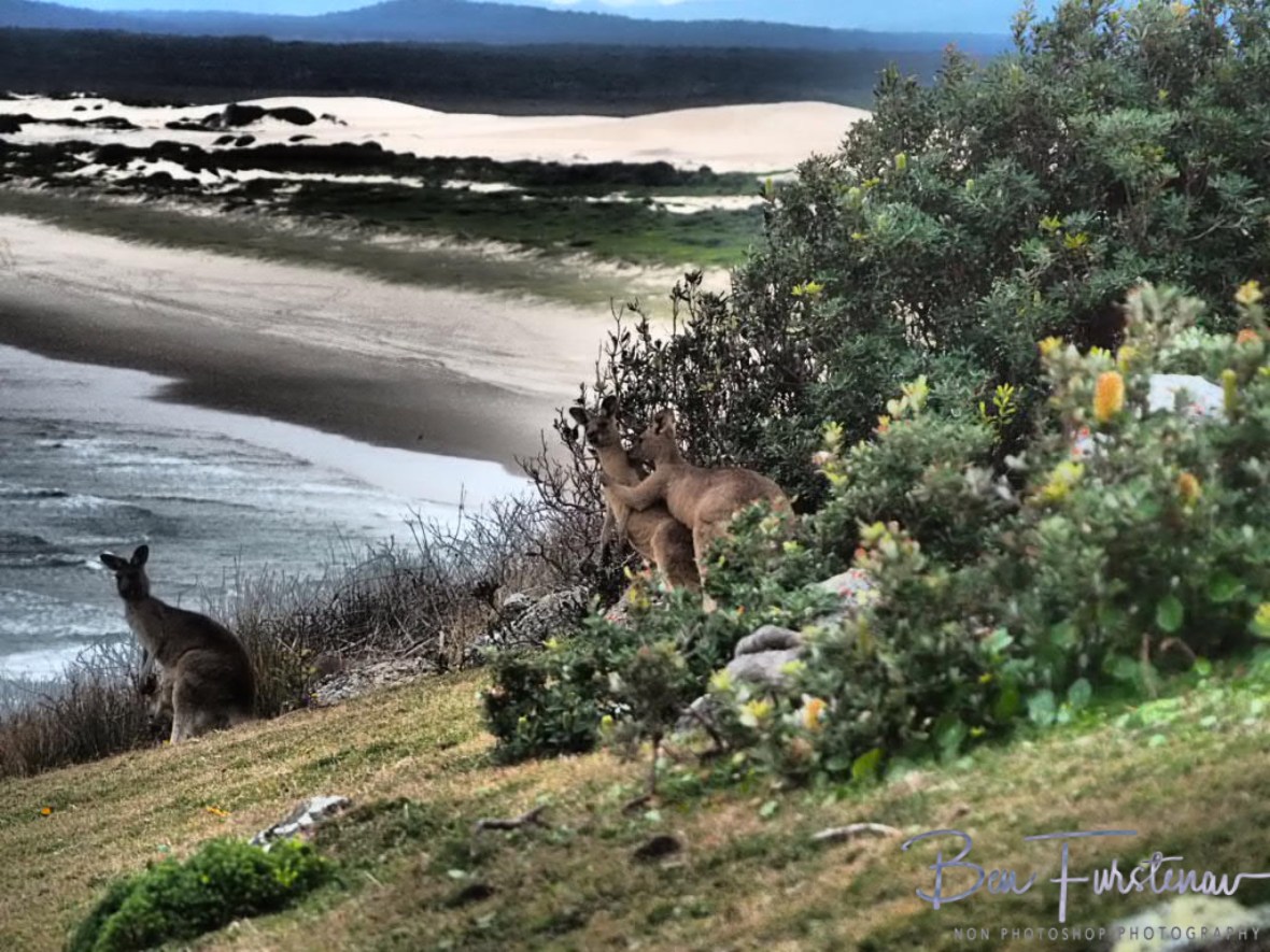 Biting is part of the procedure @ Hat Head National Park, Northern New South Wales, Australia