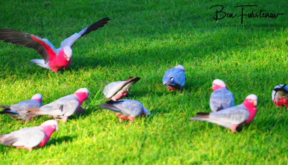 Followers @ Woolgoolga, Northern New South Wales, Australia