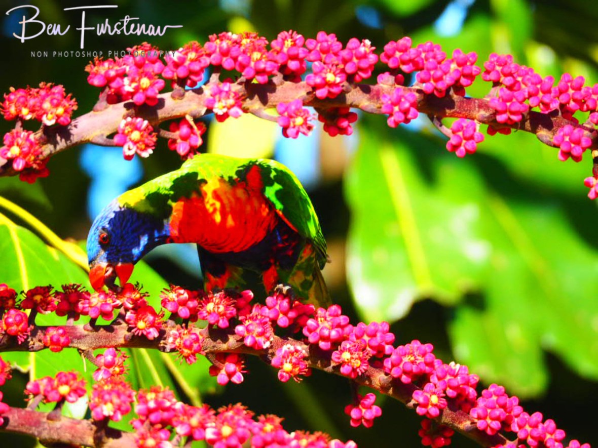 Colour bonanza @ Lismore, Northern New South Wales, Australia