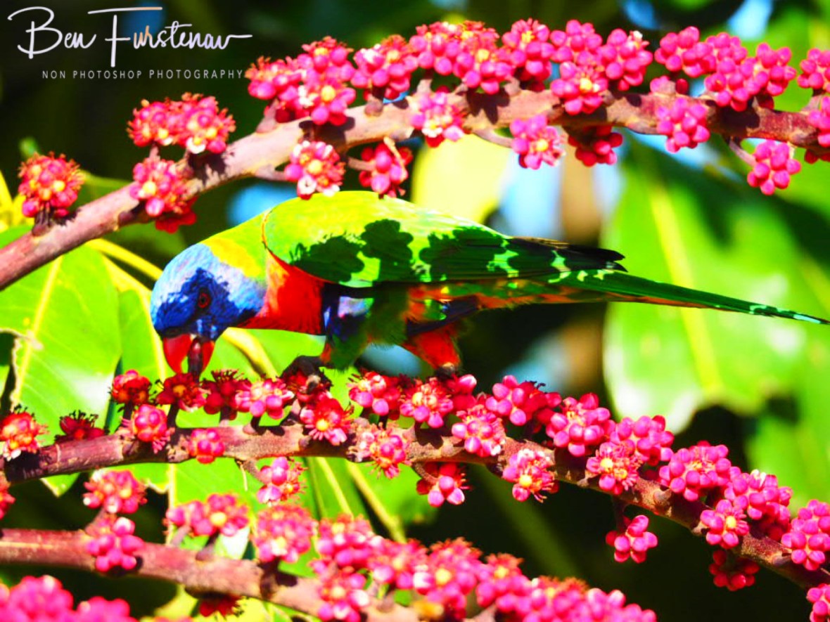 Dwarf family @ Lismore, Northern New South Wales, Australia