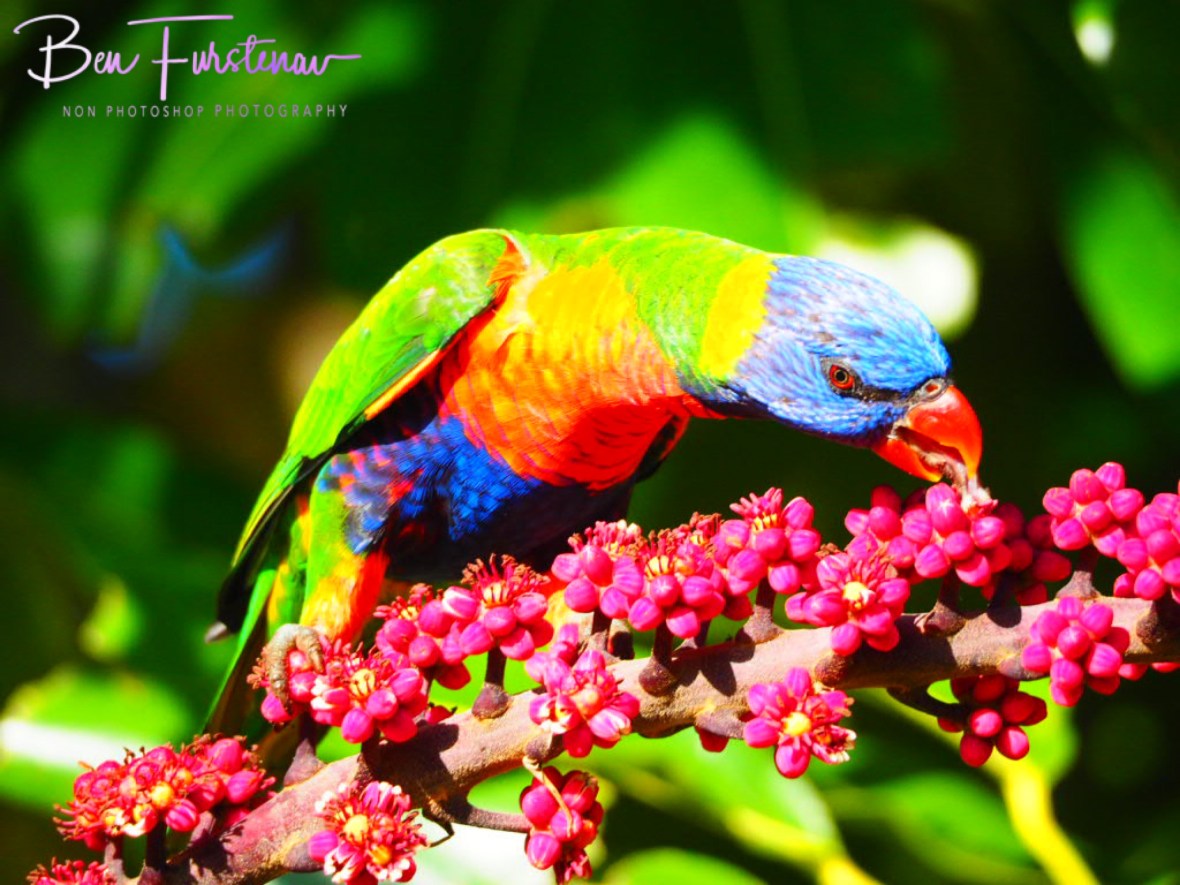 Tongue licking good @ Lismore, Northern New South Wales, Australia