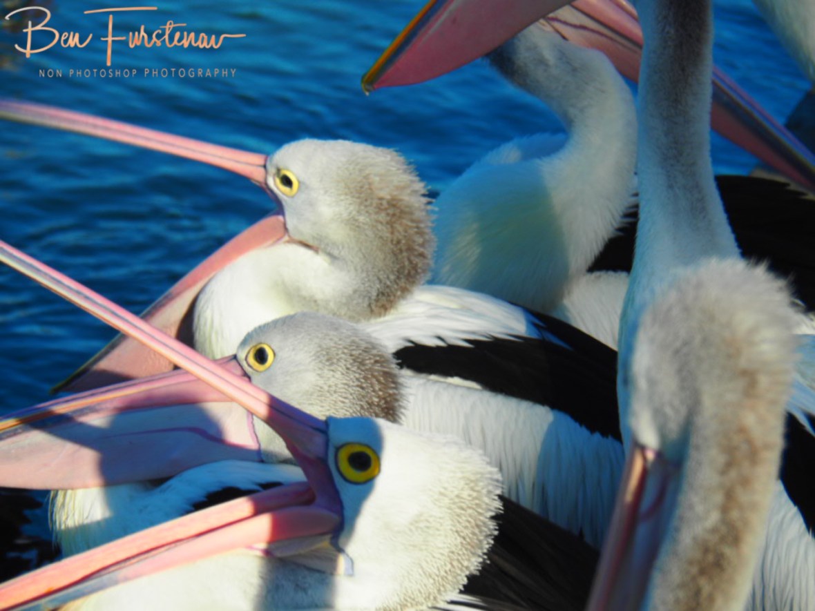 Fast food options @ The Entrance, Central Coast, New South Wales, Australia