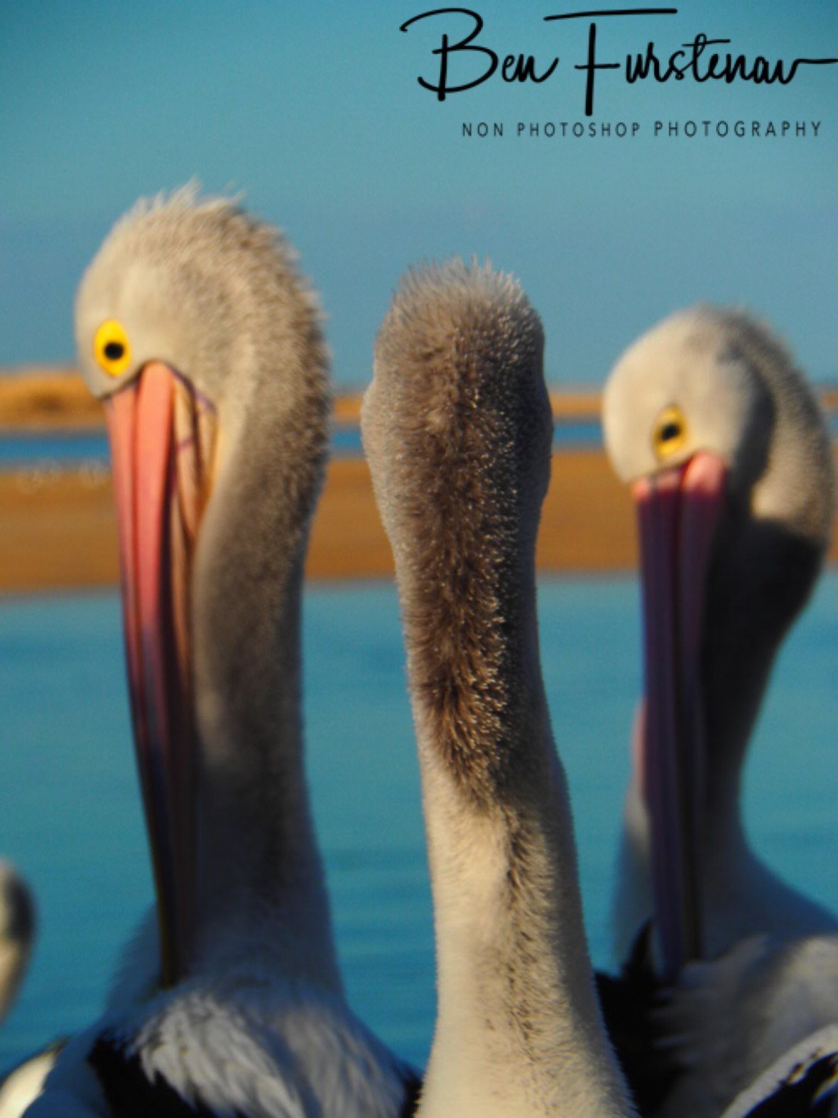 A homedy @ The Entrance, Central Coast, New South Wales, Australia