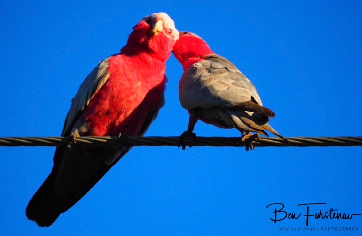 Still scratchy @ Woolgoolga, Northern New South Wales, Australia