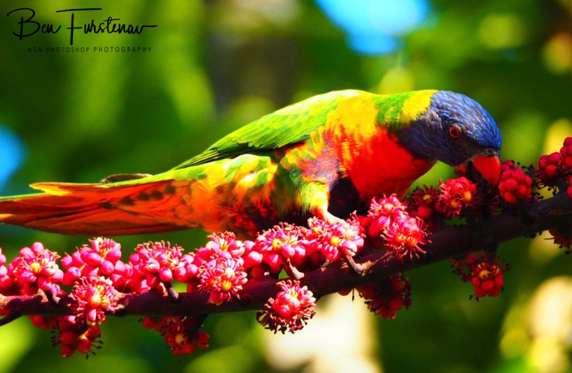 Fairy floss on a stick @ Lismore, Northern New South Wales, Australia