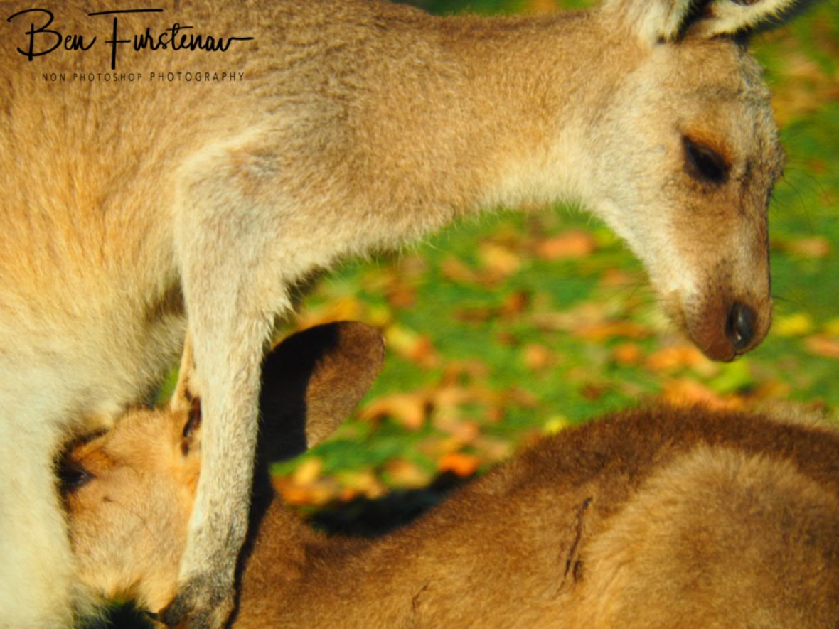 Just cute @ Woody Head, Northern New South Wales, Australia