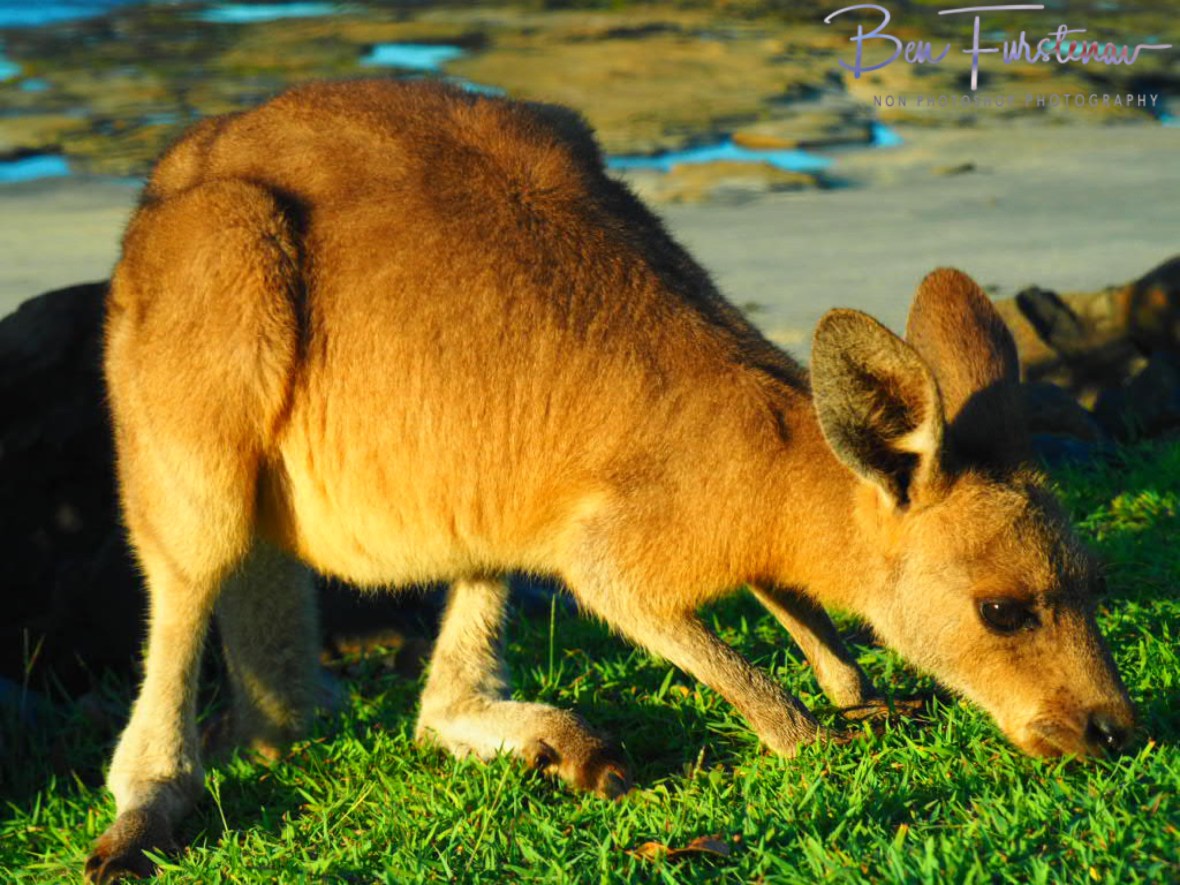 Grazing with fleas @ Woody Head, Northern New South Wales, Australia