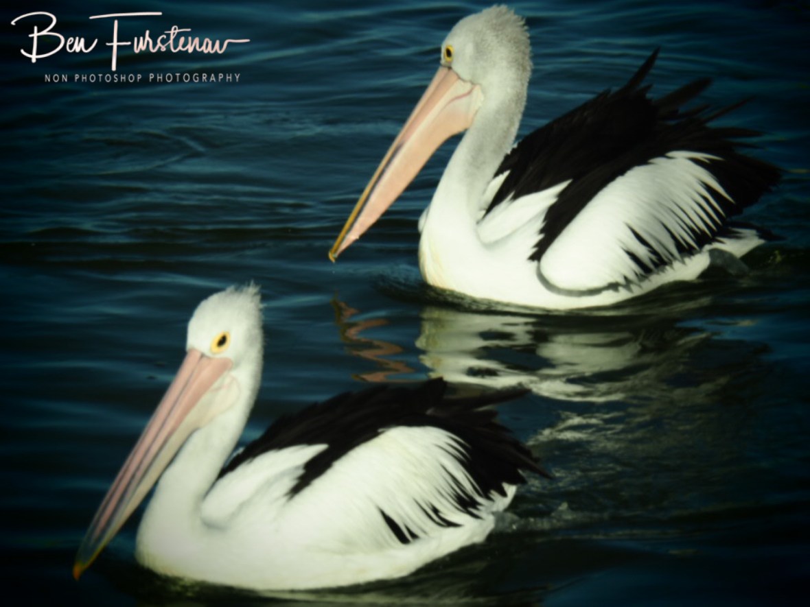 More arrivals @ The Entrance, Central Coast, New South Wales, Australia