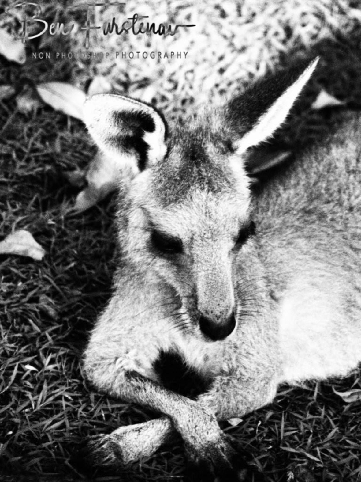 Black and white @ Woody Head, Northern New South Wales, Australia