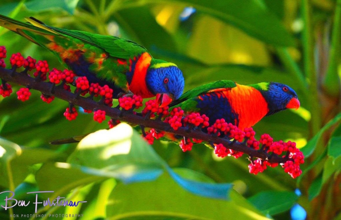 Not happy with intruders @ Lismore, Northern New South Wales, Australia