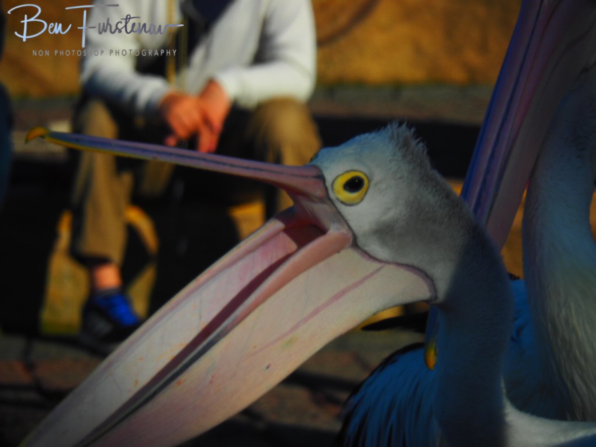 Crowd buster @ The Entrance, Central Coast, New South Wales, Australia