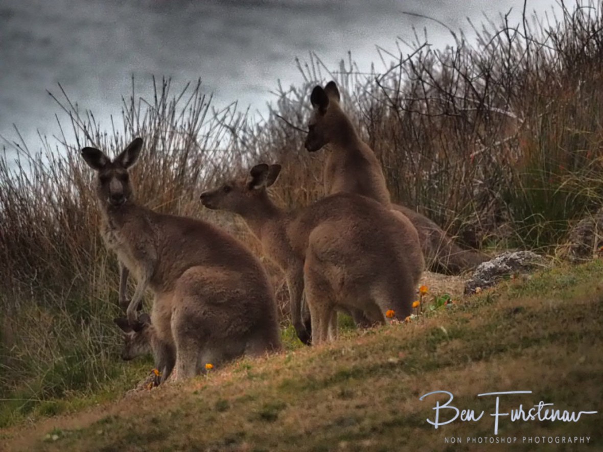 Boomers price @ Hat Head National Park, Northern New South Wales, Australia