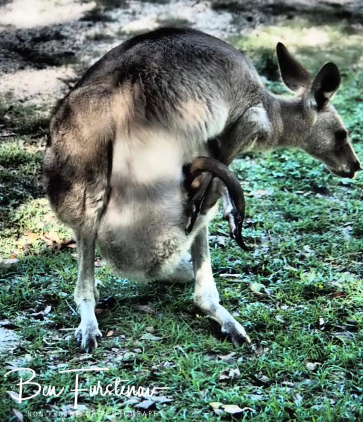 Twisting and shaking @ Woody Head, Northern New South Wales, Australia