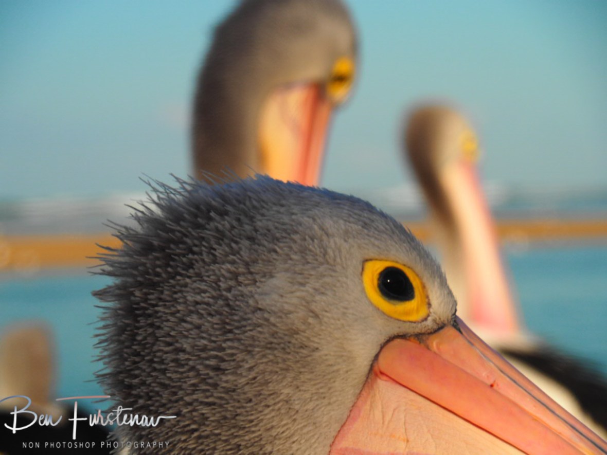 How are you doing? @ The Entrance, Central Coast, New South Wales, Australia