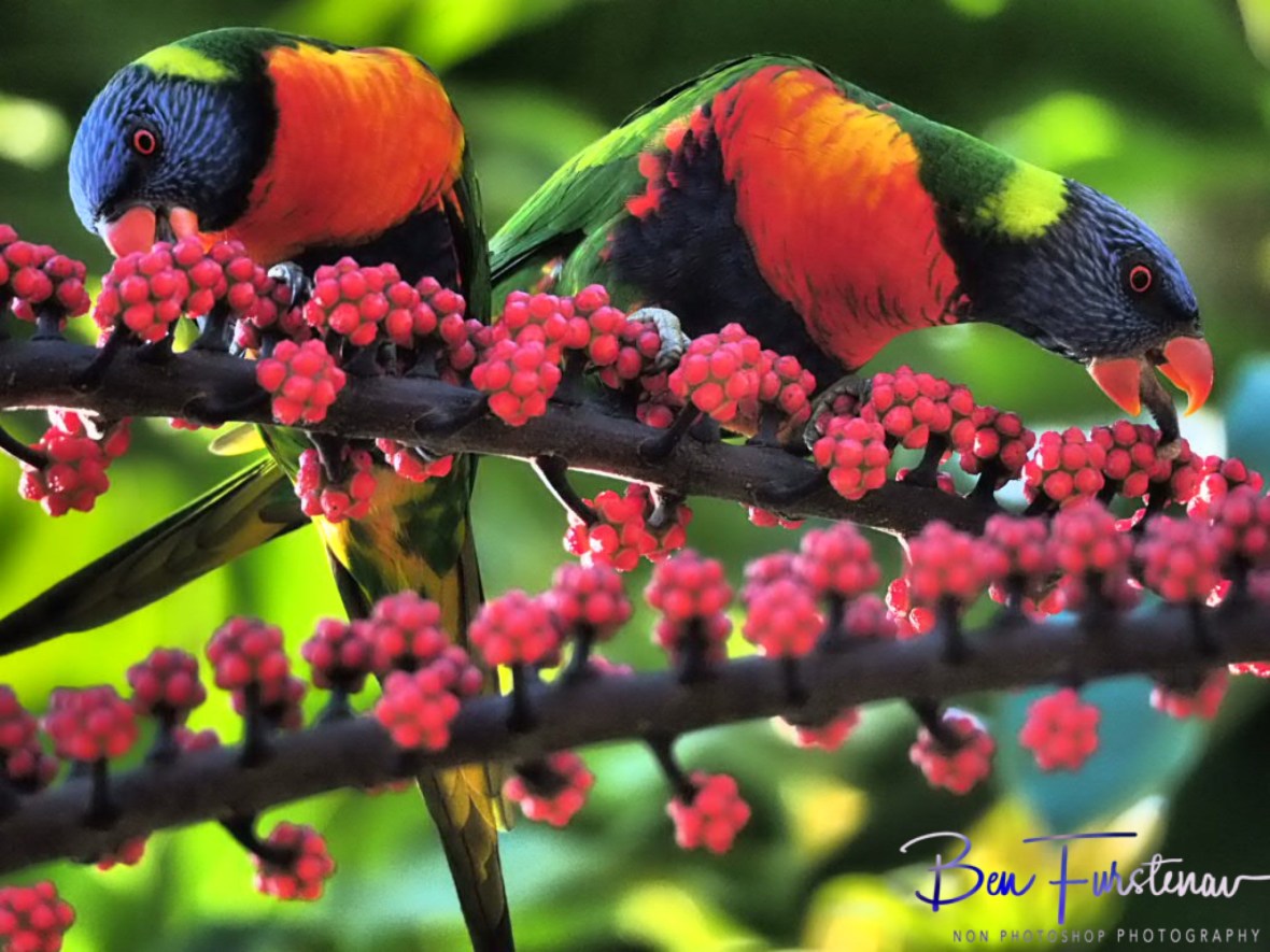 Happy faces @ Lismore, Northern New South Wales, Australia