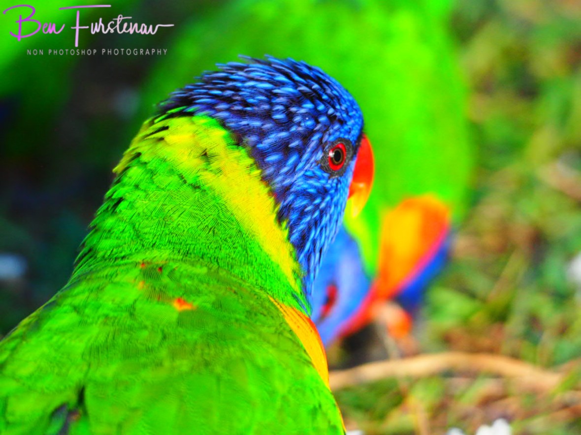 Back view @ Hat Head, Northern New South Wales, Australia