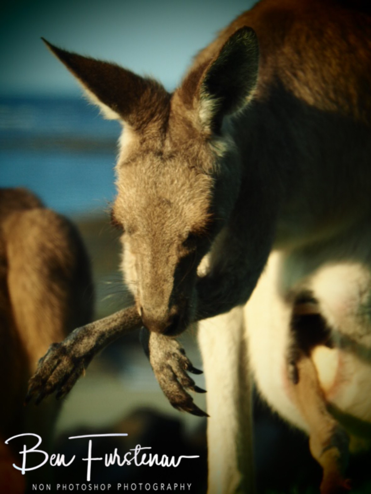 Radiant @ Woody Head, Northern New South Wales, Australia