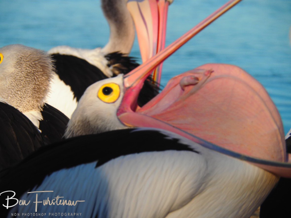 Dried sack @ The Entrance, Central Coast, New South Wales, Australia