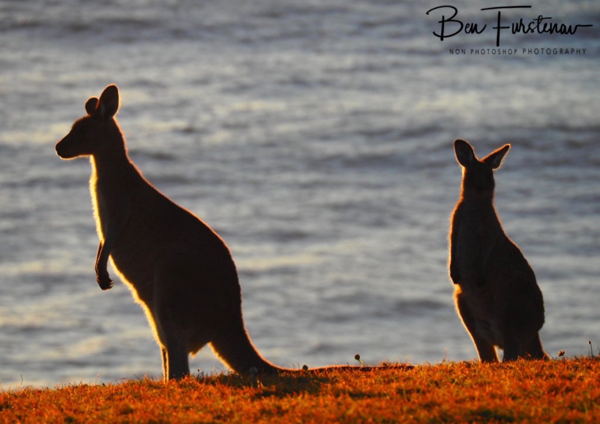 Any dolphins? at Kemp’s Corner @ Hat Head National Park, Northern New South Wales, Australia