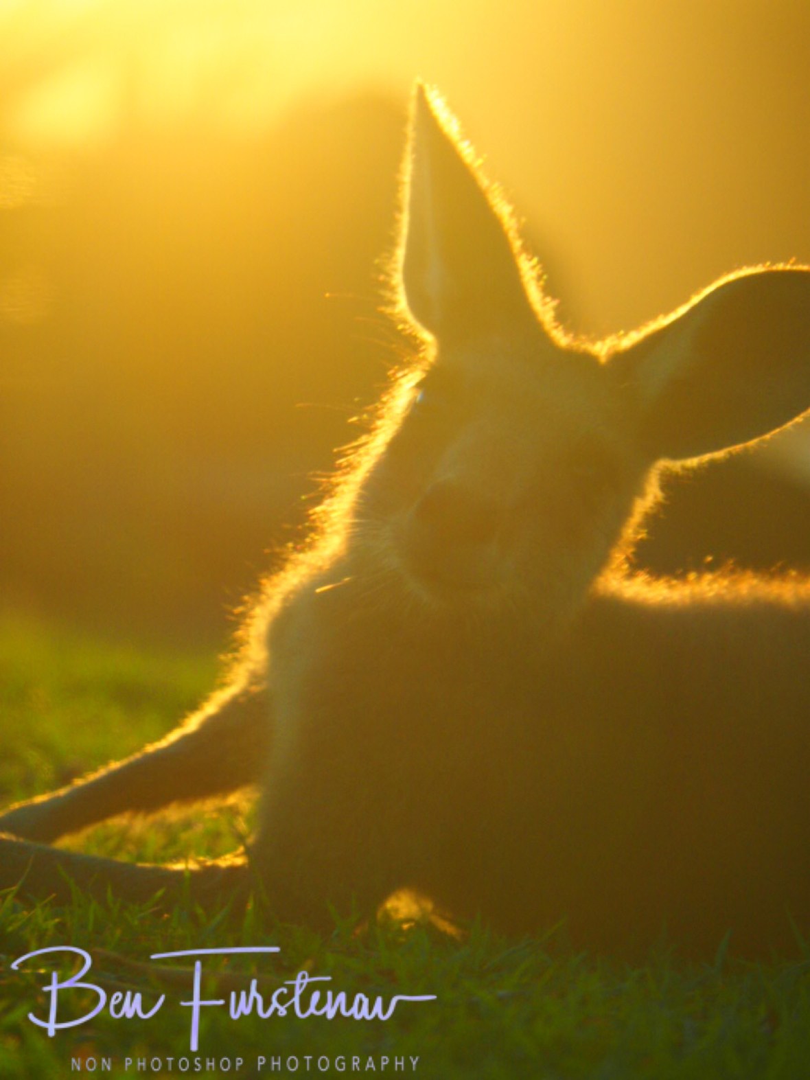 Roo-bob @ Woody Head, Northern New South Wales, Australia