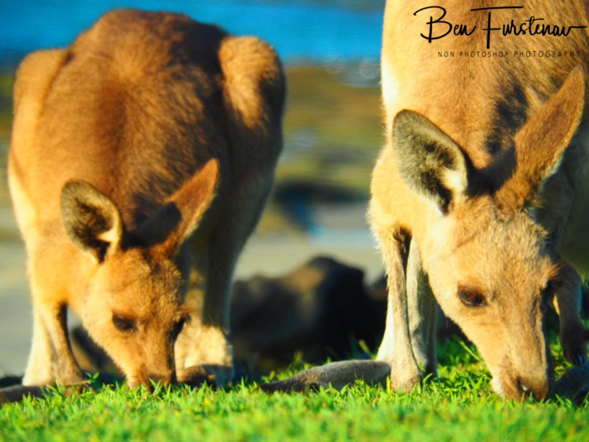Double trouble @ Woody Head, Northern New South Wales, Australia
