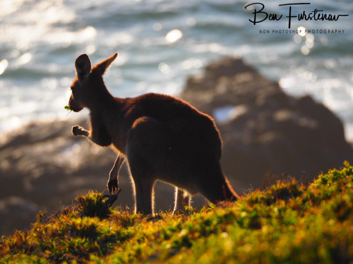 Breakfast view at Kemp’s Corner @ Hat Head National Park, Northern New South Wales, Australia