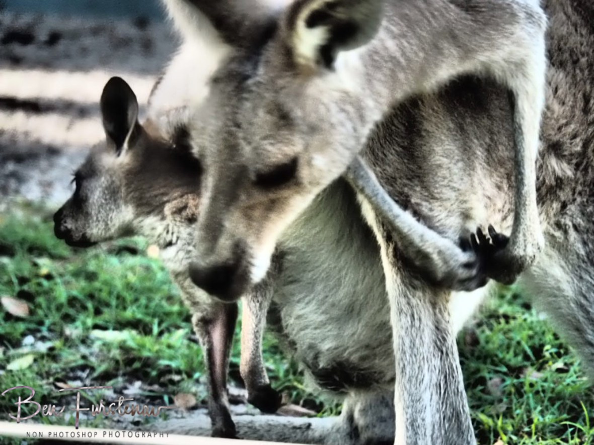Hazardous @ Woody Head, Northern New South Wales, Australia