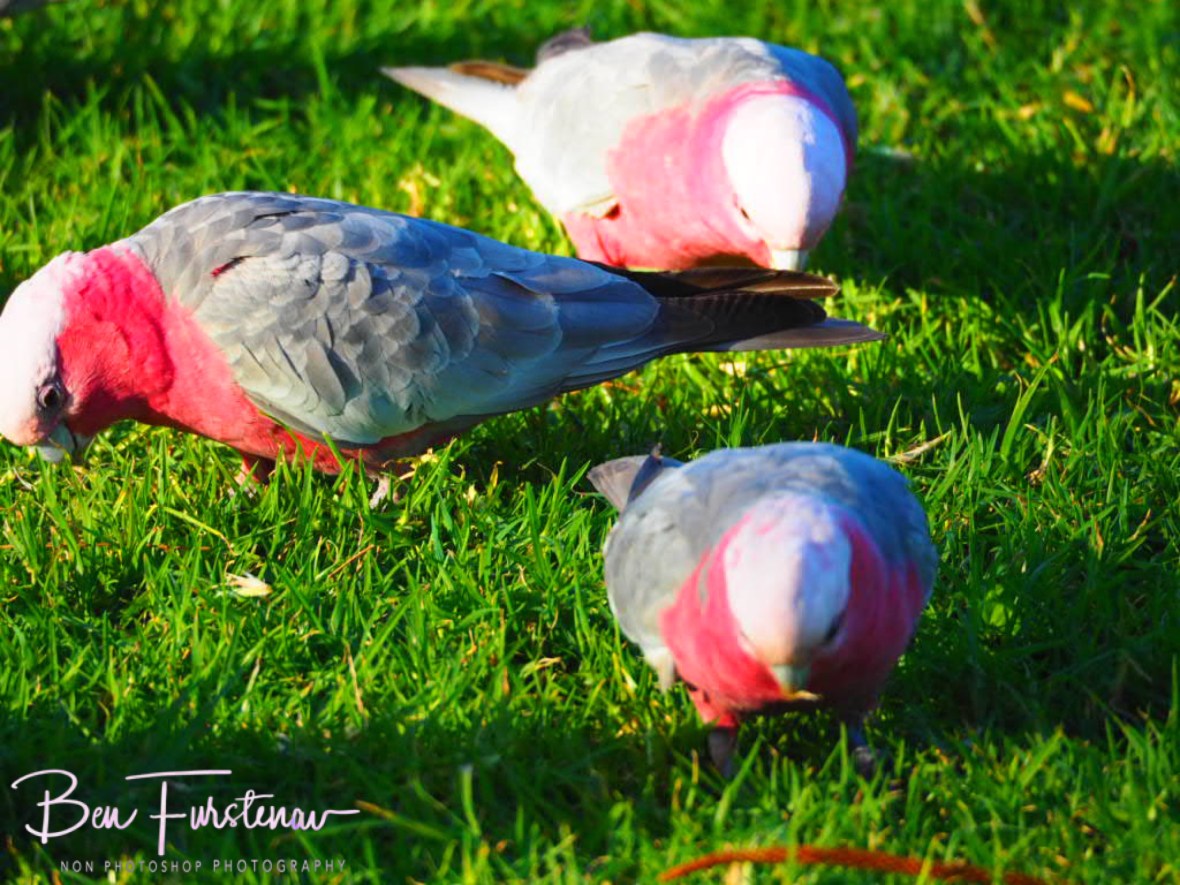 Social human distancing @ Woolgoolga, Northern New South Wales, Australia