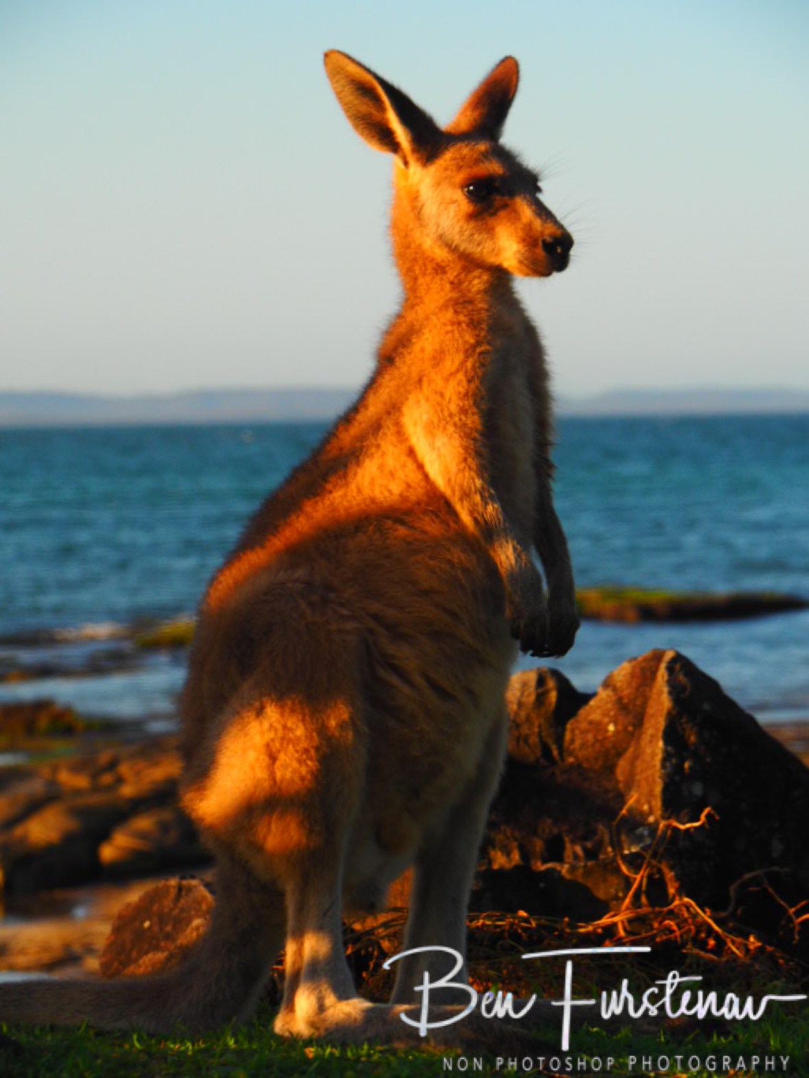 Curiosity @ Woody Head, Northern New South Wales, Australia