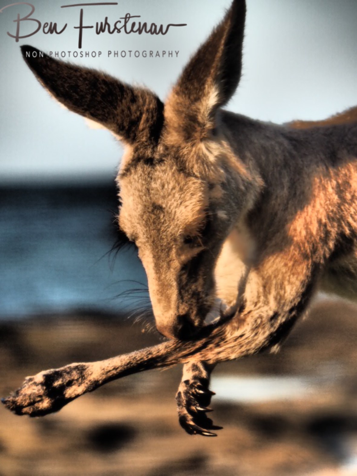 Coolant @ Woody Head, Northern New South Wales, Australia