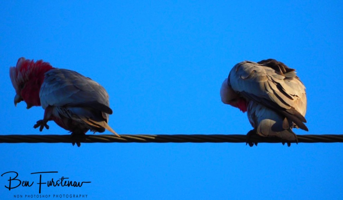 Playful stage @ Woolgoolga, Northern New South Wales, Australia