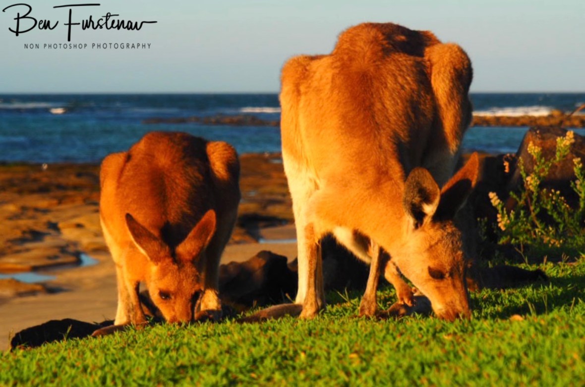 Sun, beach and green grass @ Woody Head, Northern New South Wales, Australia