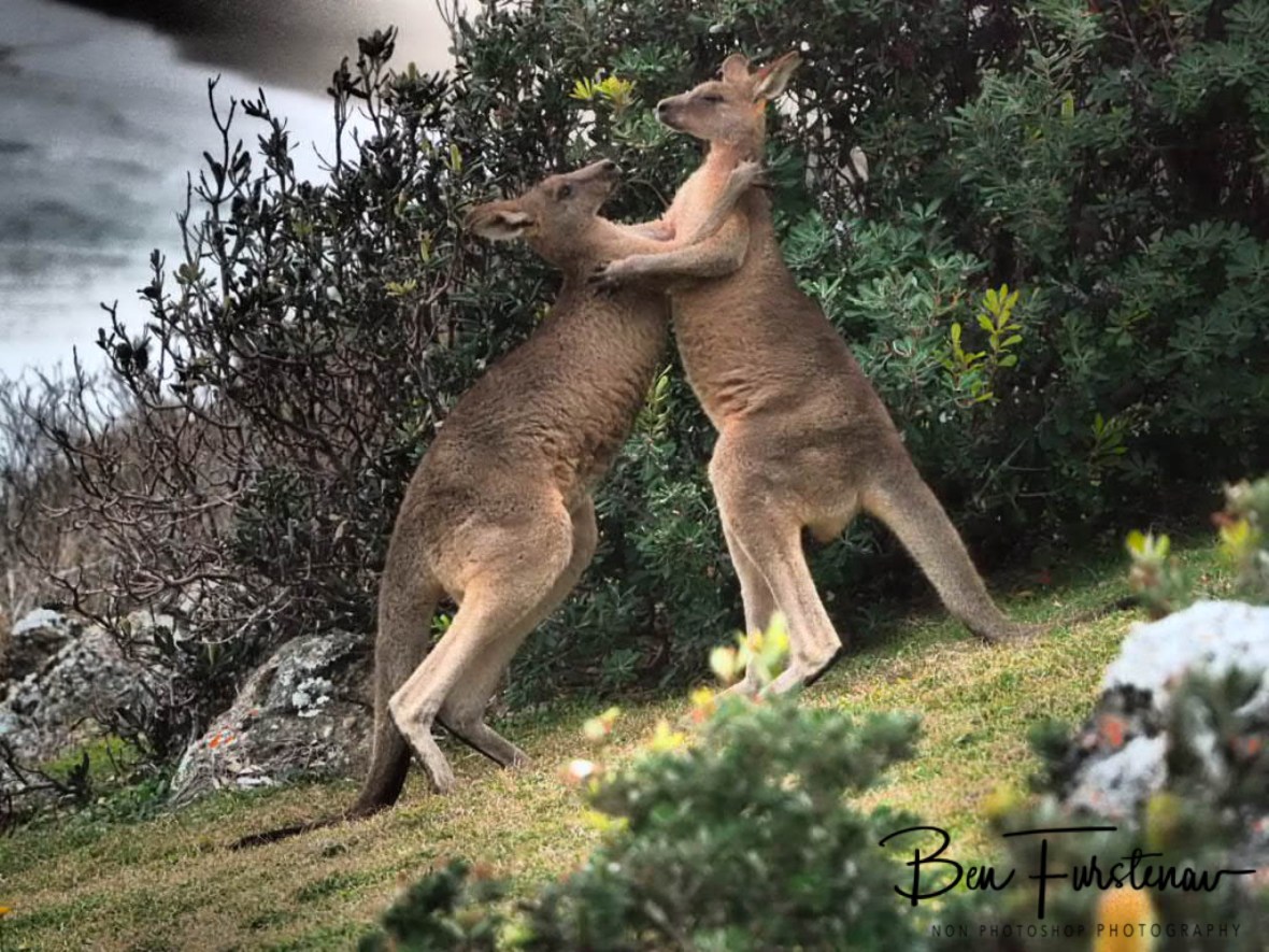Lower bodies apart @ Hat Head National Park, Northern New South Wales, Australia