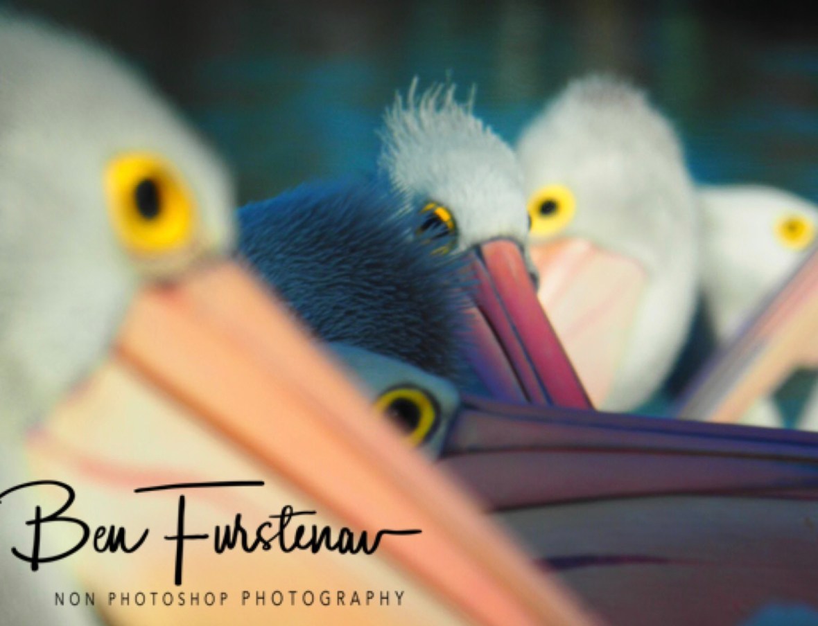 Anticipating @ The Entrance, Central Coast, New South Wales, Australia