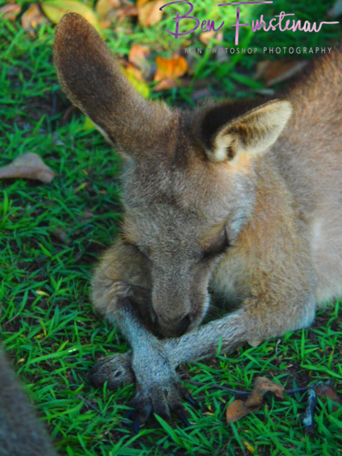 Plum-tugged @ Woody Head, Northern New South Wales, Australia