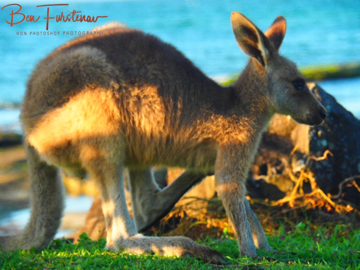 Back claw scratch @ Woody Head, Northern New South Wales, Australia