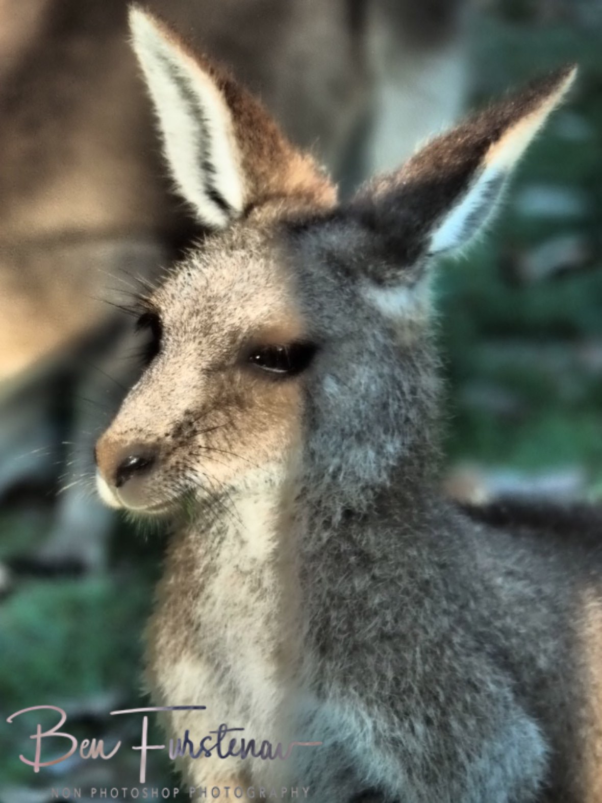 Paying attention @ Woody Head, Northern New South Wales, Australia