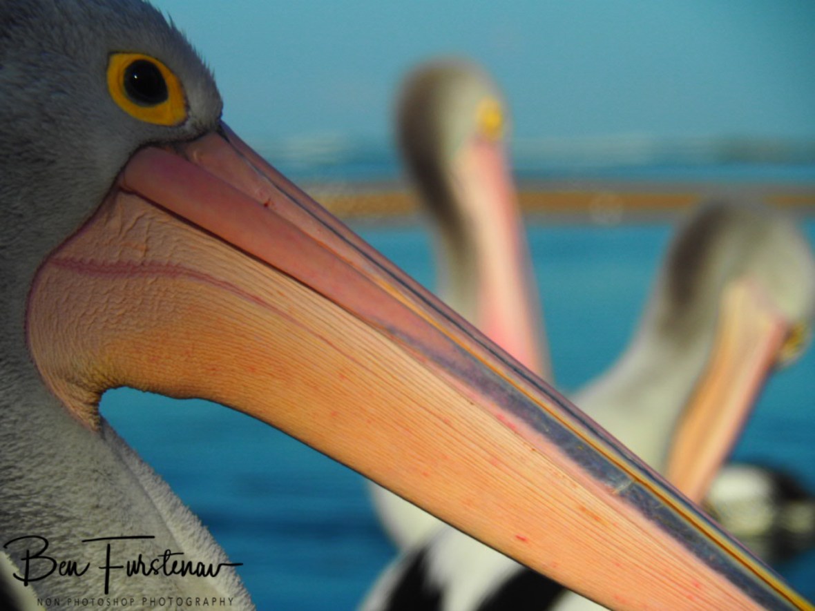 Close eye contact @ The Entrance, Central Coast, New South Wales, Australia